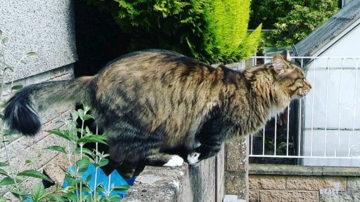 That's one small step for The Beast; one giant leap for catkind 🚀🌑🌙
#fluffyfursday #catsoftwitter #cats #tabbytroop #tbt #throwbackthursday #moonlanding50