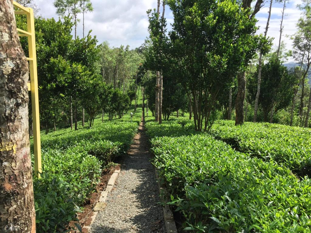 TripAdvisorInd's tweet photo. The Dream Catcher Plantation Resort in Munnar has a promising name, and it does not disappoint! Set amidst 20 acres of tea and cardamom plantations in the lush green hills of Kerala, this is a popular resort amongst guests 🌱 https://t.co/tNp5j57FnY https://t.co/KtErvrWOjL