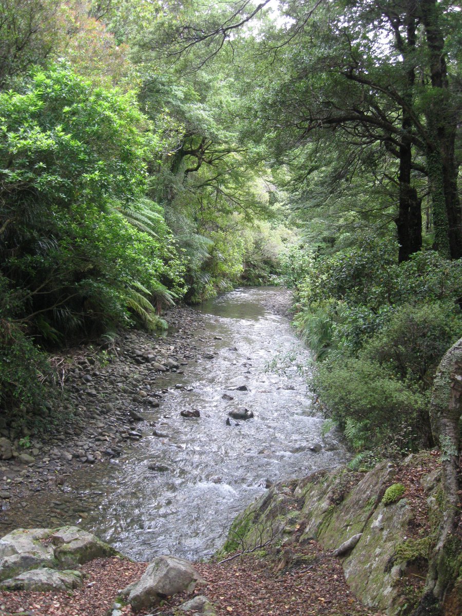 p_kiwi's tweet photo. Was guest speaker at @Forest_and_Bird 's Upper Hutt meeting on Tuesday night. Spoke about our #RCT experience of - & response to - the 2014/15 #MastEvent. Great to have them as boundary riders to our North & West as they engage in @PredatorFreeNZ projects to protect their patch. https://t.co/QHzWB53GNS