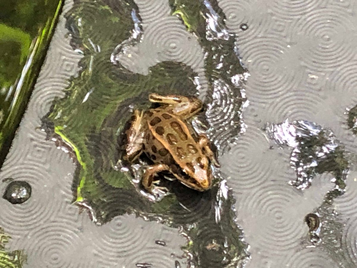 movedecologist's tweet photo. Churchill adventures in Oregon. Toured around with Brian Bangs who has helped Oregon Chub to become the first fish delisted from the US Endangered Species Act!  Also learned about Western Pond Turtle &amp; Northern Leopard Frog headstarting at Oregon Zoo. https://t.co/osyNRxtb7x