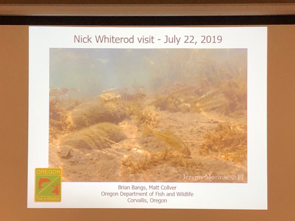 movedecologist's tweet photo. Churchill adventures in Oregon. Toured around with Brian Bangs who has helped Oregon Chub to become the first fish delisted from the US Endangered Species Act!  Also learned about Western Pond Turtle &amp; Northern Leopard Frog headstarting at Oregon Zoo. https://t.co/osyNRxtb7x