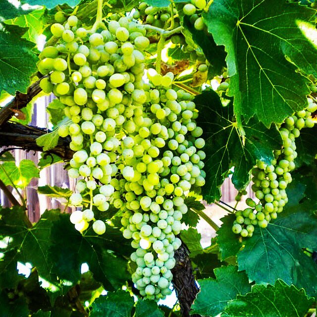 oldacrewines's tweet photo. 2019 crop coming along nicely  🍇 🍷 https://t.co/qoIonOYfjS