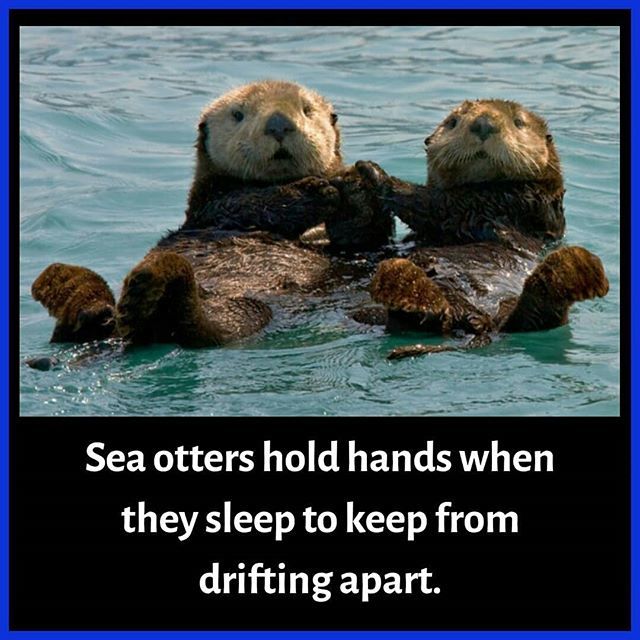 shipofknowledge's tweet image. Double tap ❤ for more -
-
-
-
-
#knowledgebomb #knowledgeseeker #facts100 #facts💯💯 #coolfacts #awesomefacts #factsb 
#factzonly #factsornah 
#didyouknowfacts #7facts #amazingfact #unknownfacts #rochaktathya  #knowledge #knowledgeisalifestyle #knowled… ift.tt/2y6GYzA