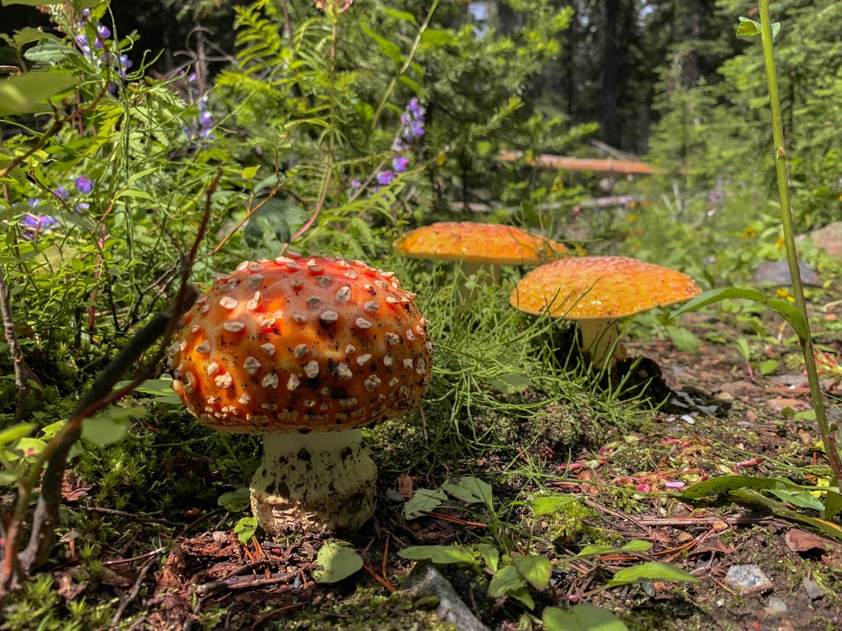RandWander's tweet image. I love the summer sun in the forest! I would love to see other people's sunny pics from around the world! #travelblog #traveltribe #summersun #summer #summerdays #getoutside #mushrooms #magic #photography #beautifulbc #forests #beautifulworld #blogger #naturephotography  #nature