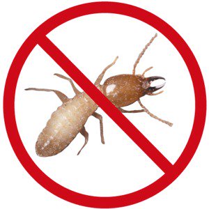 GeffroyTermite's tweet image. #TermiteServices #TermiteProblem #TermiteControl