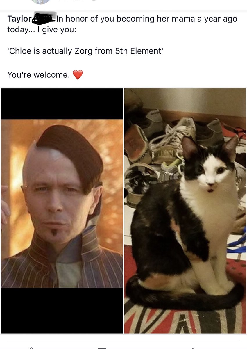reneetheway55's tweet photo. My friend so kindly pointed out the similarities between my cat and Zorg. I died laughing.๐ #cantunseeit #the5thelement #garyoldman ๐ป #catsoftwitter #bestmeow #calico #cutiepatootie #2loveofmylife #furbabies #catchildren #crazycatlady https://t.co/Wgwdw5oEb6