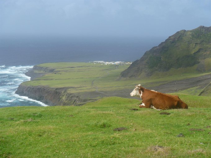 Necesito la paz de esta vaca.