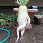 超セクシー!色白艶っぽい…大根が抜けた!