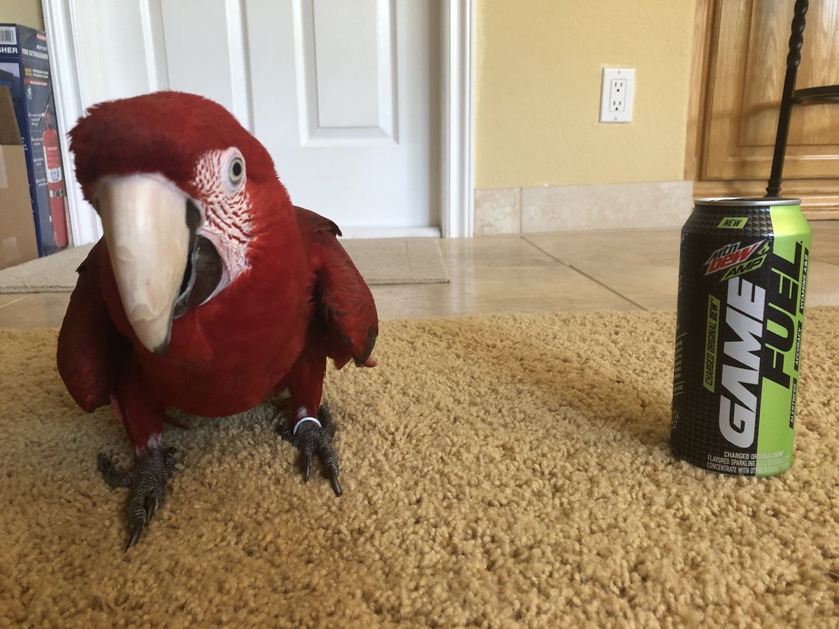 BlazeCR_'s tweet photo. Designed for gamers, Mtn Dew Amp @GameFuel uses ingredients shown to improve accuracy and alertness. The cans have a resealable lid that keeps it cold and fresh longer, and a no-slip grip texture to help prevent spills.
#ad #GameFuel #Dignipets https://t.co/sciJT0pVdu