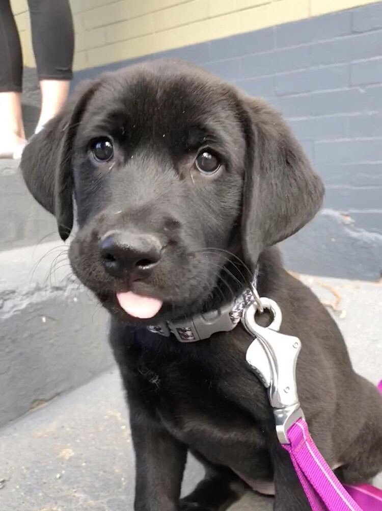 dog_rates tweet picture
