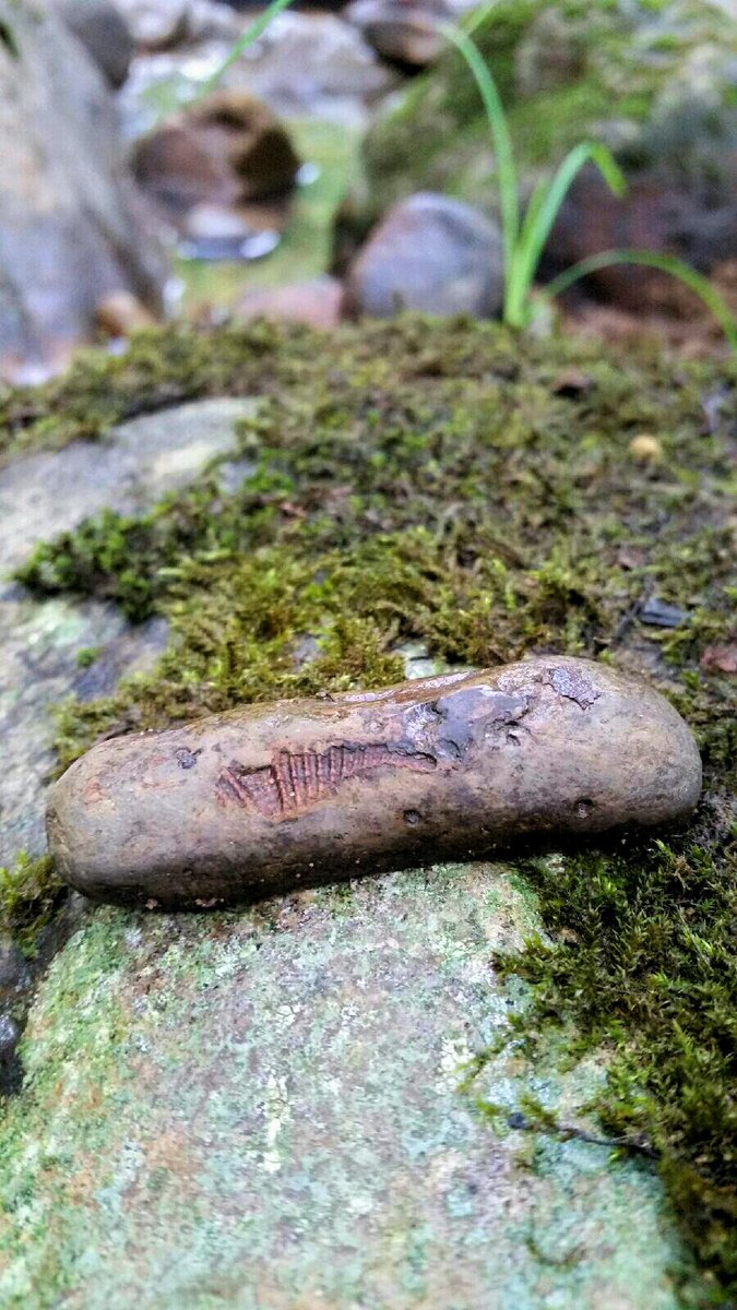The creek was really low today, so I was able to look at all the different rocks. I'm not sure, but I believe I found a fossil! #bushcraft #camping #hiking #outdoors #nature #fossils #fossil