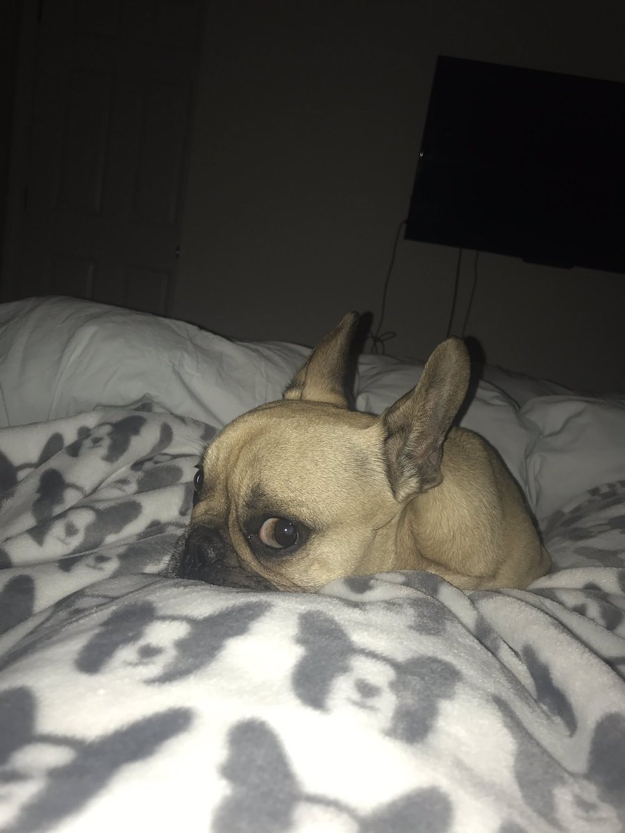 CMR0808's tweet photo. This is a Velcro pup https://t.co/wSbmC22Q5U