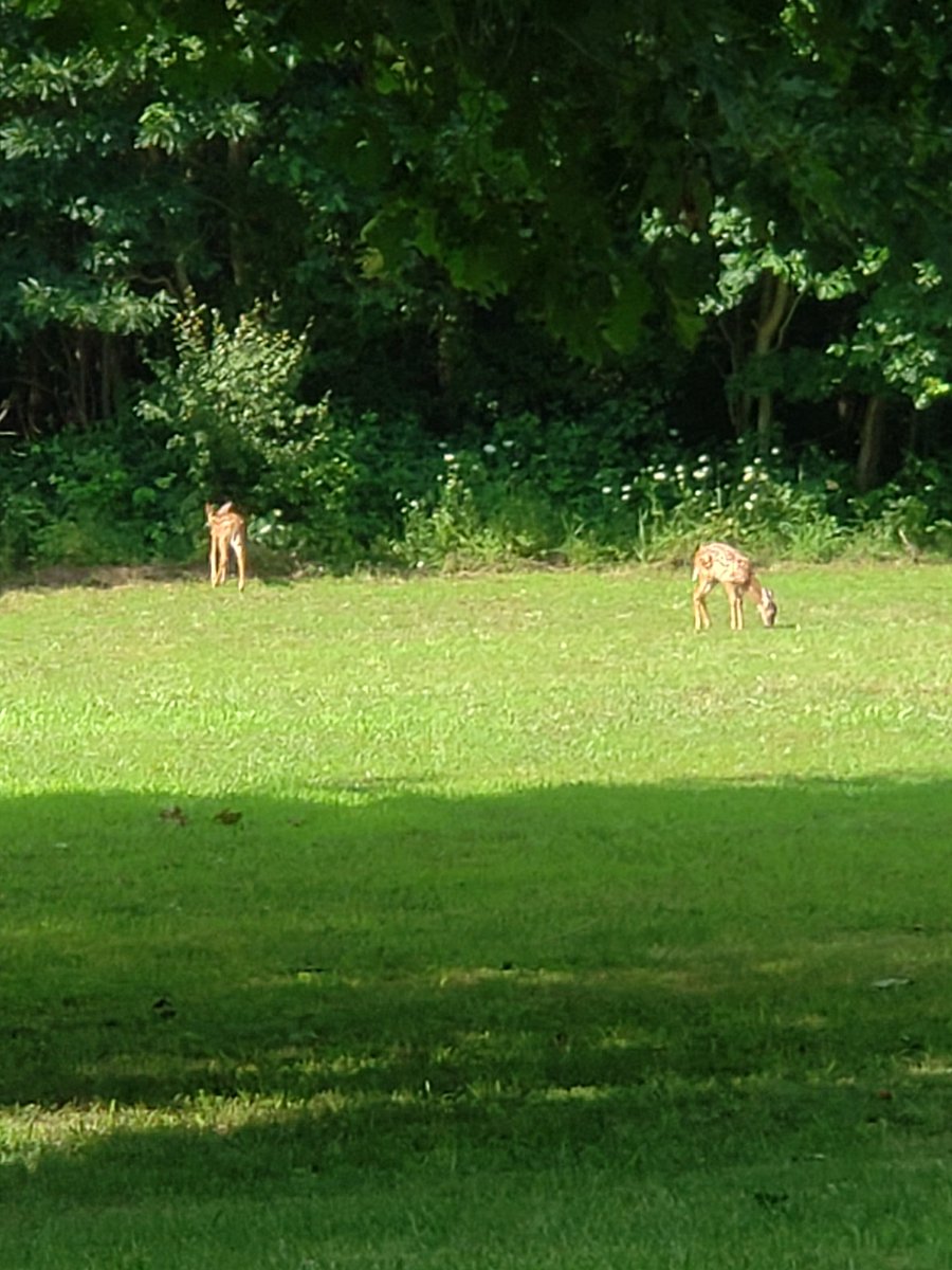 Happy to see these cuties running around yesterday!