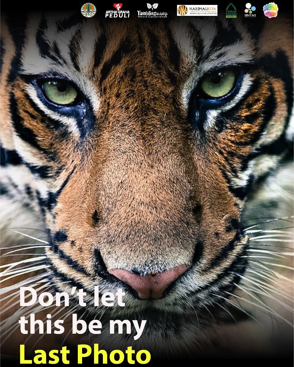 nengnieniet's tweet photo. #time4tiger https://t.co/lswn6vUOIu