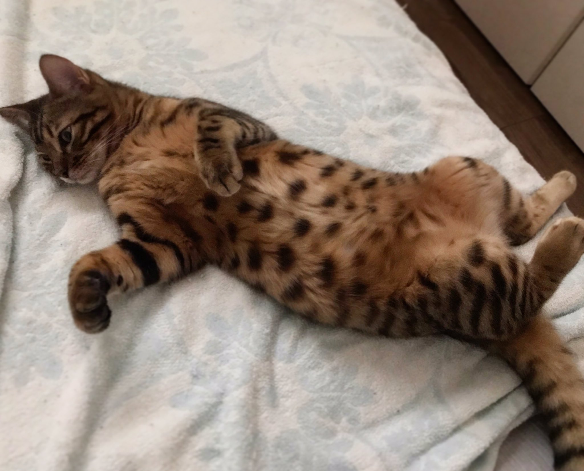 Yaco おはようございます 今日は暑そうですね もん ベンガル ベンガル猫 猫 T Co 9bljqbk3rt Twitter