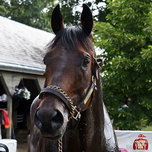 Centennial_Farm's tweet photo. Is this handsome guy ready to shine? Mihos is entered in Saturday's G2 Jim Dandy! He'll be joined by Junior Alvarado as he steps up in to a tough field second off the layoff. We've got our #fingerscrossed for a big performance! #mightyMihos #Saratoga #no… https://t.co/q1lBsJfelq https://t.co/2bLE2iPB7e