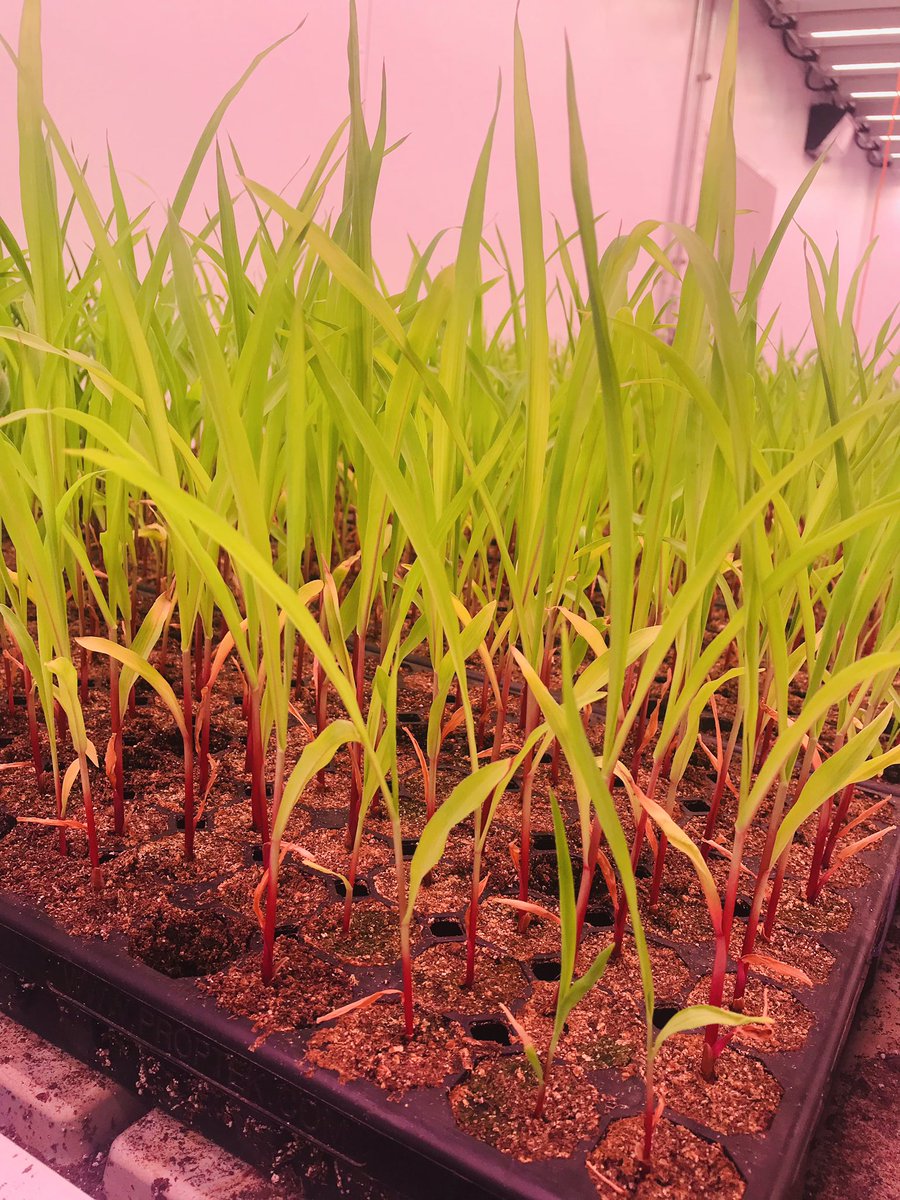Melbehl's tweet photo. Excited to see the #AZgreenhouse with #cornplants!  So much fun being with such a #passionate team focused on #communityoutrech, #innovation and having fun! 🌵🌽🌱 https://t.co/7RHpxXPa5q
