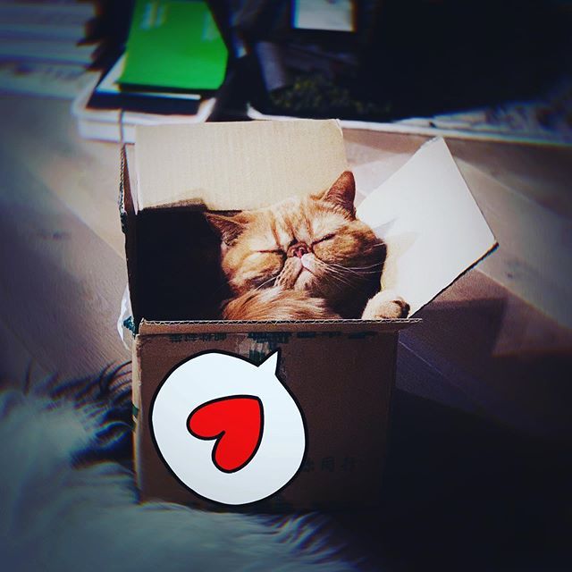 derpycatsandchn's tweet photo. The hoomans say I’ve grown into a big adult, well I proved them wrong! Now, where’s da kitten food with extra fat?? https://t.co/3ZcFW9pYCT