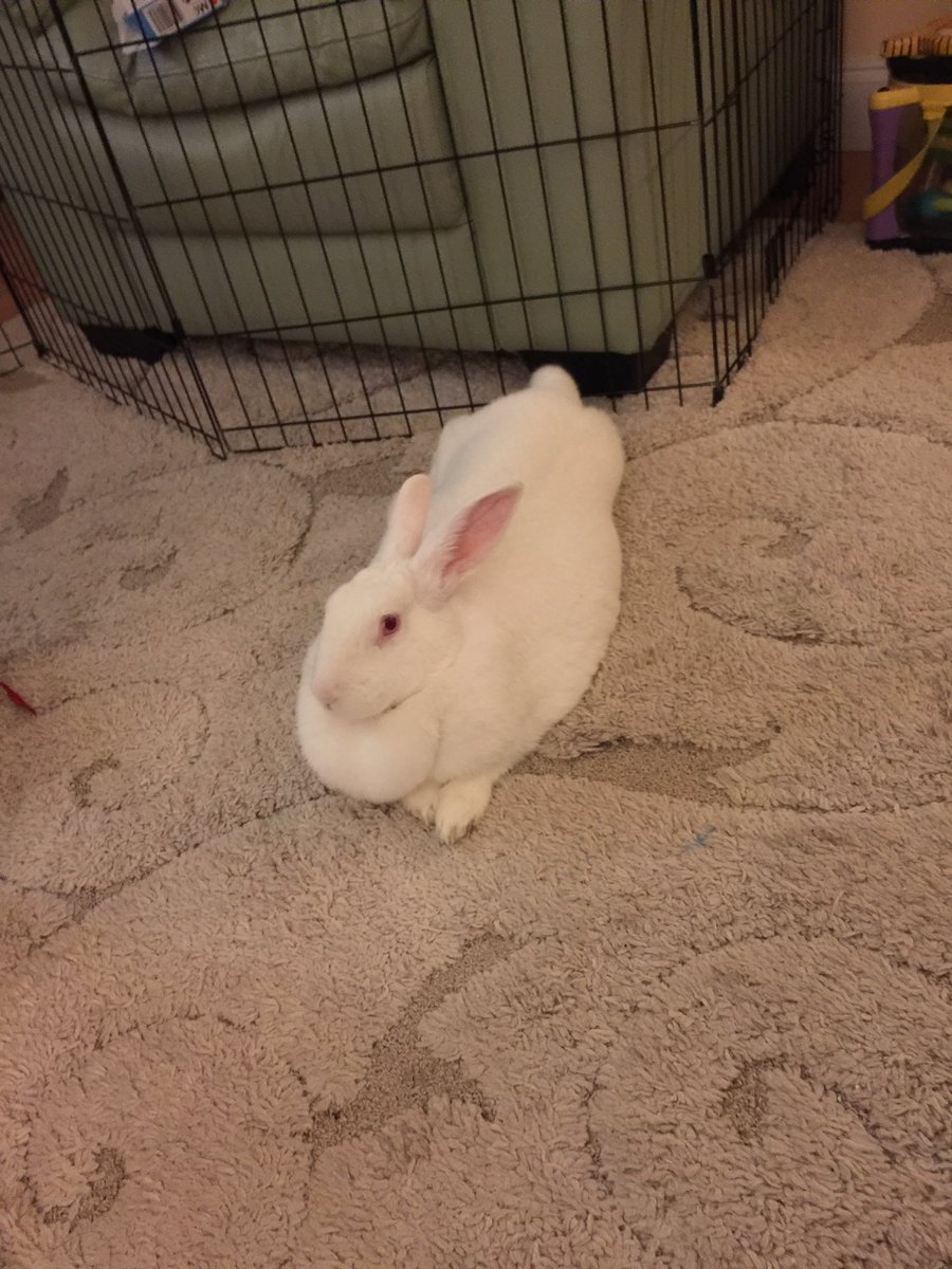 MoonESilver1's tweet photo. Ghostie is busy, busy and at peace with her world.  #buns #cutebuns #hideandseek #relaxabun

@beanthebunny201 @AmazingArbuckle @RatesDaGoldfish @BunniesEnzoLuca @bristolrabbitre https://t.co/fbnQ00Ew53