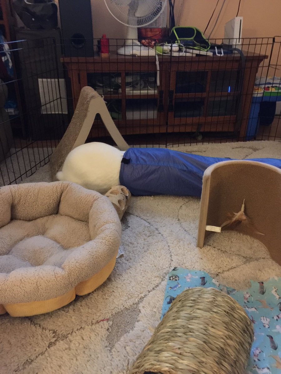 MoonESilver1's tweet photo. Ghostie is busy, busy and at peace with her world.  #buns #cutebuns #hideandseek #relaxabun

@beanthebunny201 @AmazingArbuckle @RatesDaGoldfish @BunniesEnzoLuca @bristolrabbitre https://t.co/fbnQ00Ew53