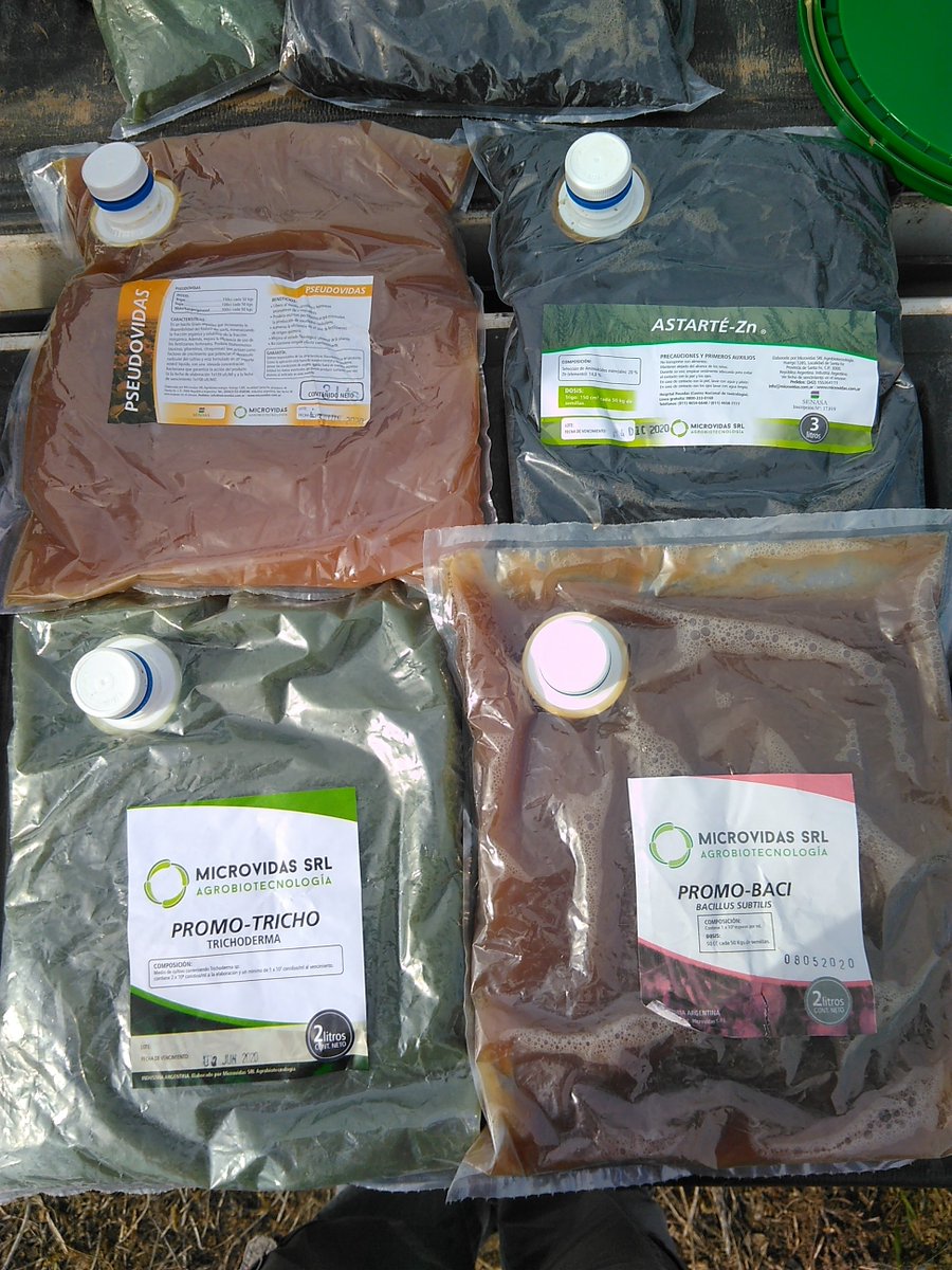 Boscoclau's tweet photo. Ensayo de Tratamiento de semillas 100% Biológico en Trigo🌾🌾🌾

#Pseudomonas 
#Tricodermas 
#Basillus 
#Aminoacidos https://t.co/bQqvHMeOio