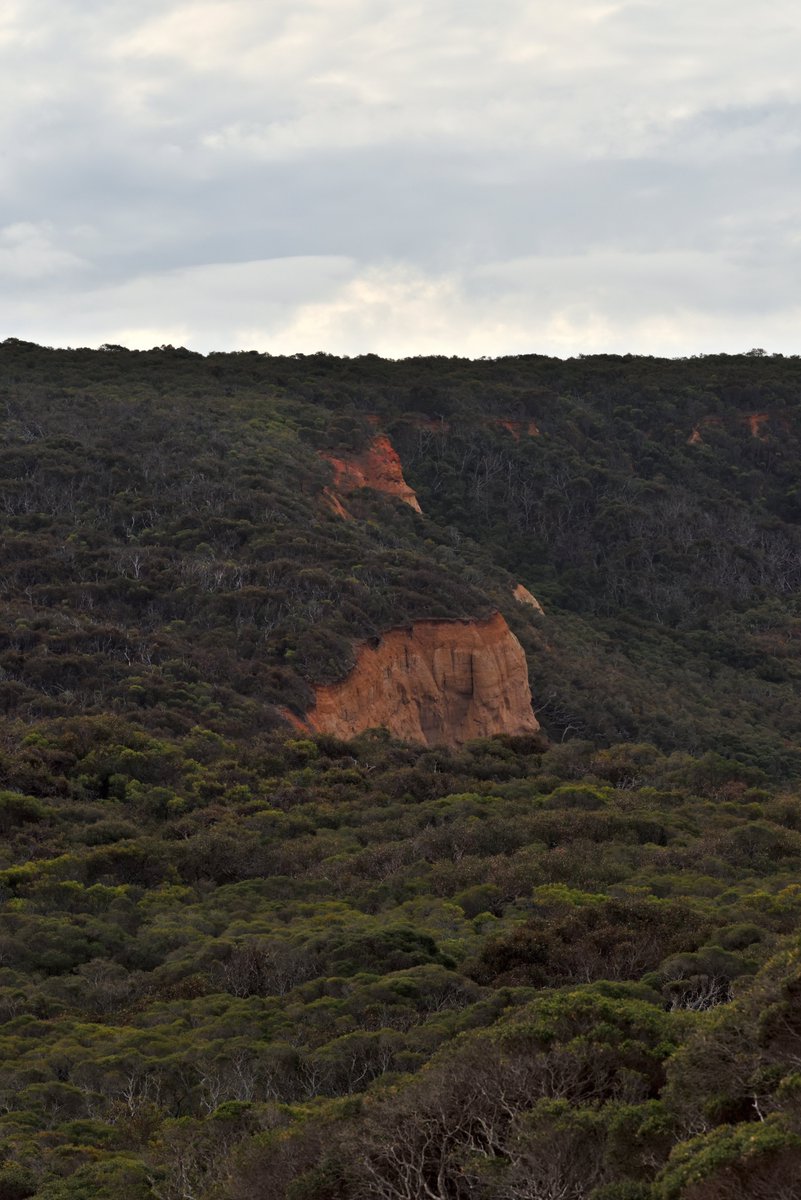 #scape366.com 207 - The colourful #cliffs of #pointaddis, hidden in the dense #coastalscrub of the #greatotwaynationalpark. This #point affording great #views of the #bassstrait, just to the west of #bellsbeach along the #surfcoastwalk or the #greatoceanroad #coastscape