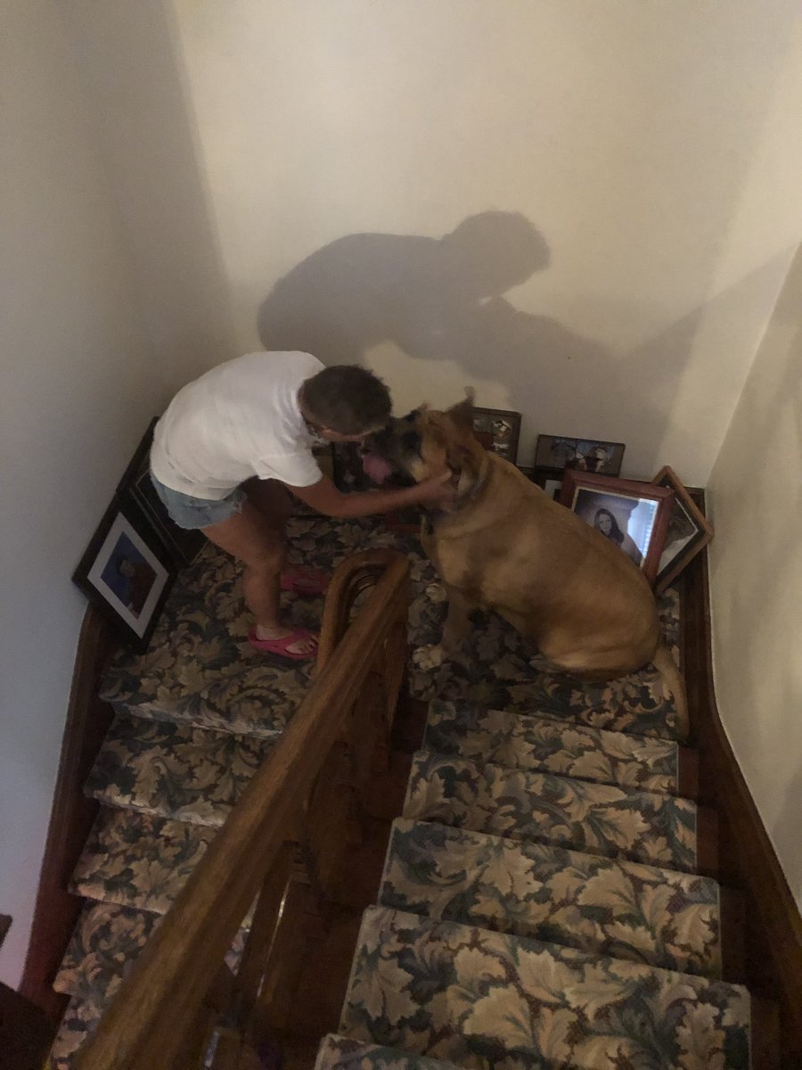 MelindaHoward4's tweet photo. YAY, Tess!!!

My sweet puppy made it all the way to the first landing tonight! Of course it took almost an entire hour to get her back down but that’s a story for another day ☺️💕 #PetitePooch #223lbpuppy #LearningStairs https://t.co/mHzWJCssdw