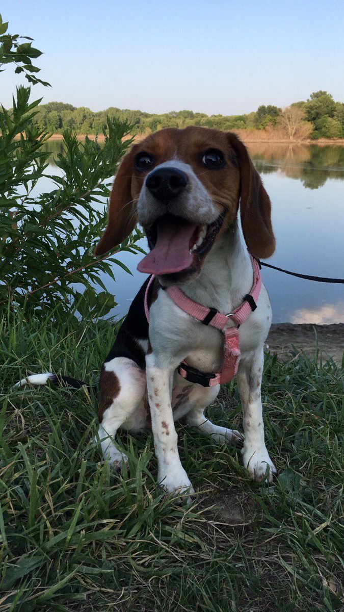 grantlyhall's tweet photo. We have the cutest dog in the world. If you think otherwise then you're just wrong.  #beeslythebeagle https://t.co/jbin80IWEv