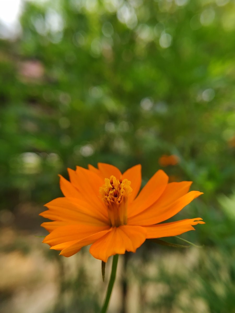 Cosmos Flower Marathi Mahiti Best Flower Wallpaper