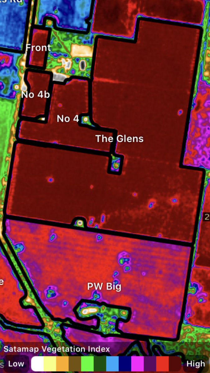 Companions getting Terminated.
Root mass below and the above ground dry matter produced from this mix has been unbelievable.
Taking out the competition to see what the wheat can do?
The Glens.