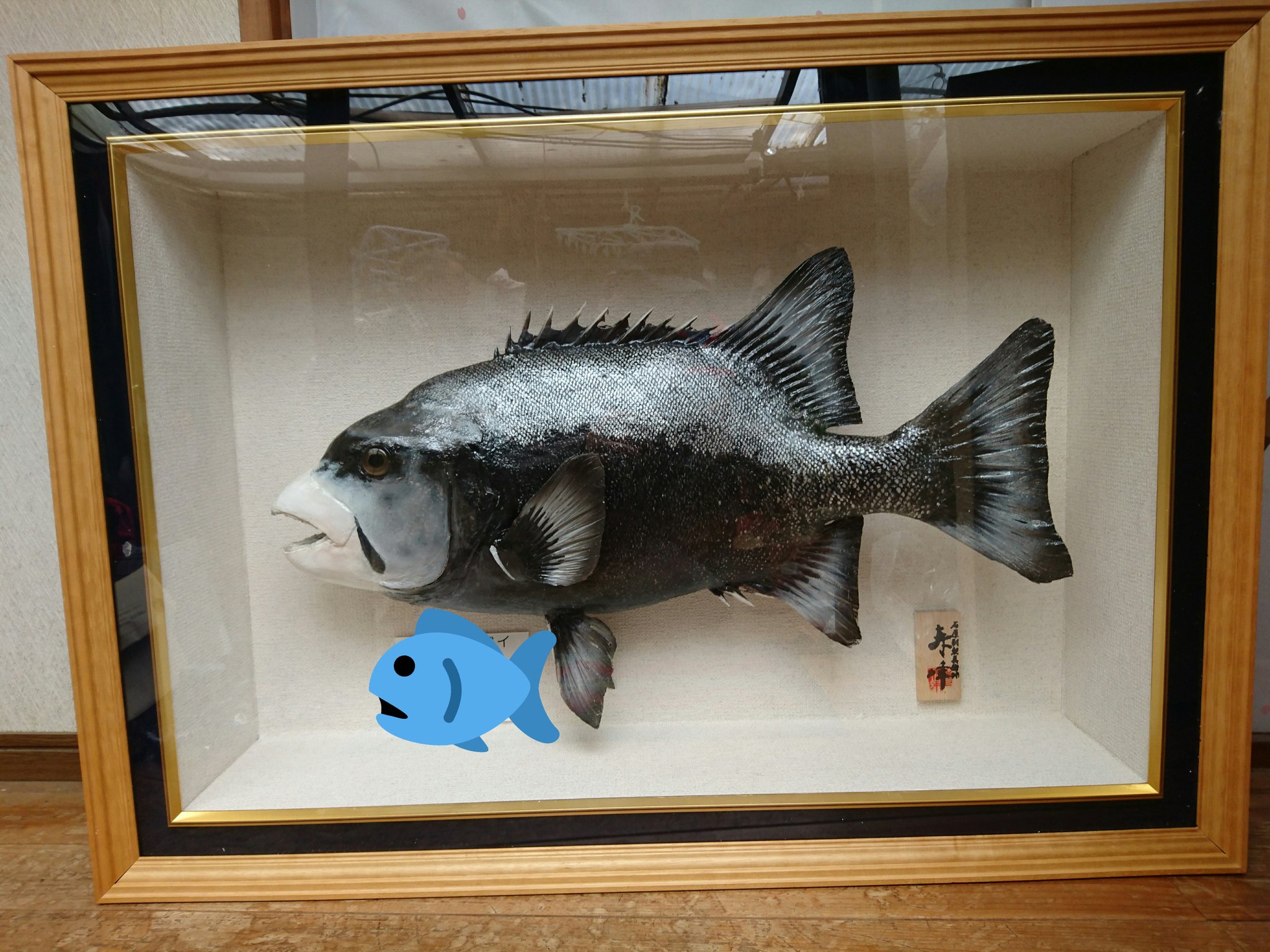 魚の剥製 海の魚 58cm イシガキタイ 時計付き 魚の剥製 海の魚 58cm イシガキタイ 時計付き 魚の剥製 海の魚 58cm