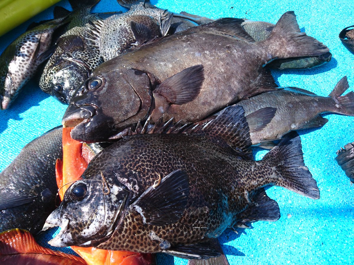 底物師 石鯛 イシダイ イシガキダイ 石垣鯛 口白 クチジロ