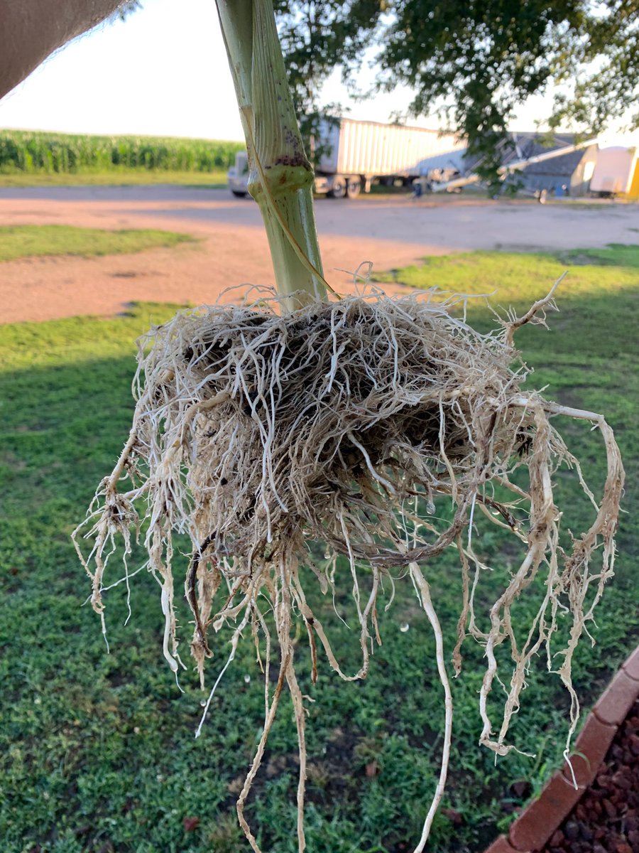 CycloneFarms's tweet photo. #soilhealth #nealkinsey #organic  awesome few days with our great friend Neal Kinsey, diving deeper into soil health and balance, organic corn root mass   Hardly fits in 5 gal bucket, zero brace roots. https://t.co/FS7WDQBVYV