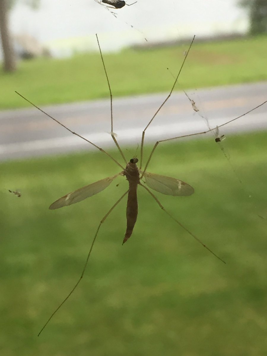 DebbieGrimshaw2's tweet photo. Who’s knocking to come in?
Um... no, just no!
#SummerBeasts #SuperSizeMe #KillerBug https://t.co/gWCUe35CFn