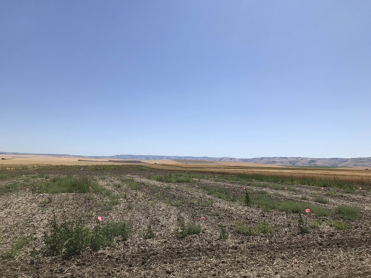 Had a great visit with my colleague weed scientist Judit Barroso at the Columbia Basin Ag Research Station today. Innovative science being conducted in dryland cropping systems. <a href="/OregonState/">Oregon State University</a> <a href="/OregonStateExt/">Oregon State Extension Service</a> <a href="/OSUAgSci/">OSU Ag Sciences</a>