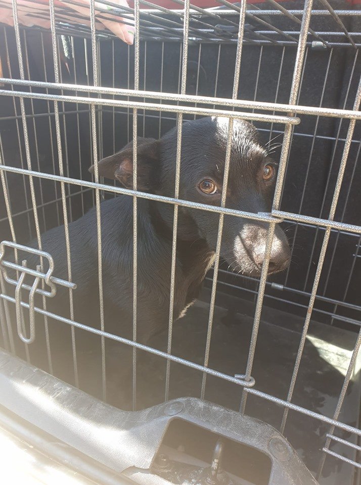 MunaronLuisella's tweet photo. Per te oggi si sono aperte le porte di un maledetto box 💔 è stato uno strazio.

Il piccolo Dubo ha 6 mesi, taglia piccola 6 kg. Si trova in provincia di Salerno per adozione scrivetemi su WhatsApp 3402608920 https://t.co/xds2qdzRXQ