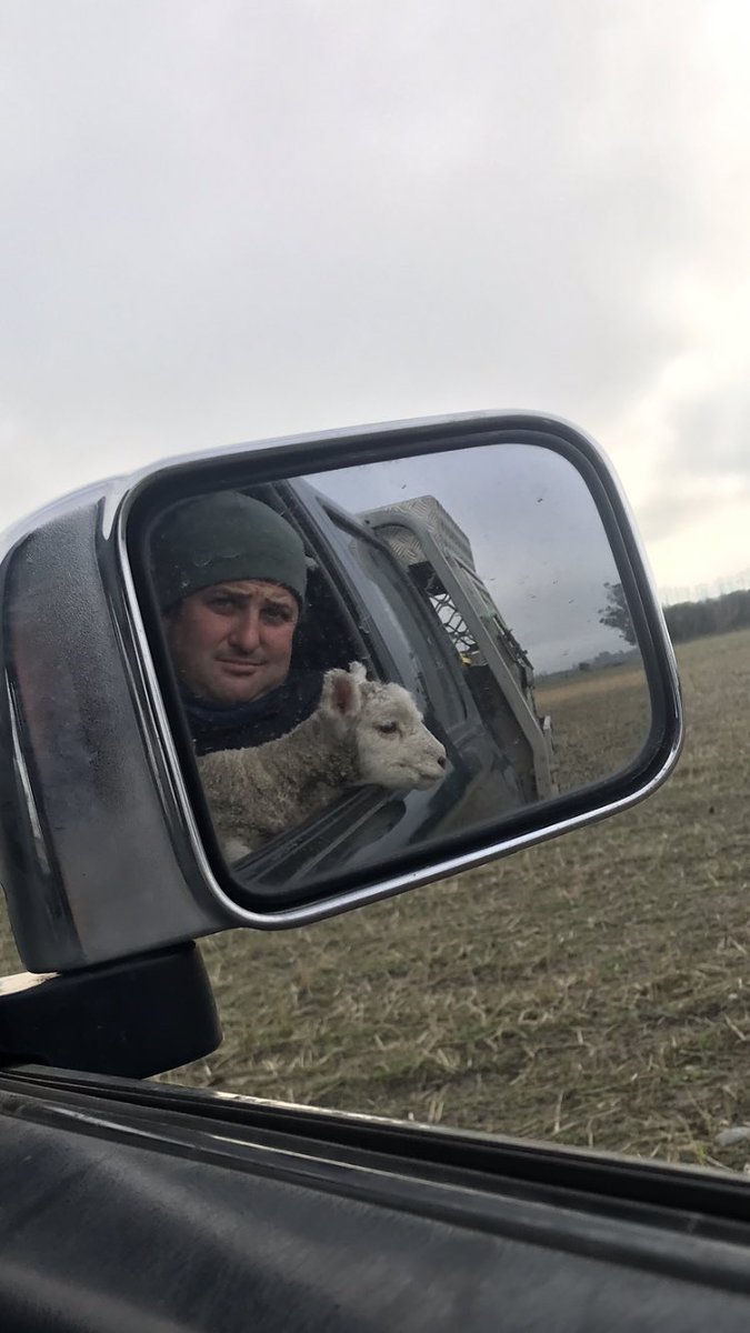 _McEv's tweet photo. Just waiting for a mate/mum. #lamb19 https://t.co/bSBUJwJjiS