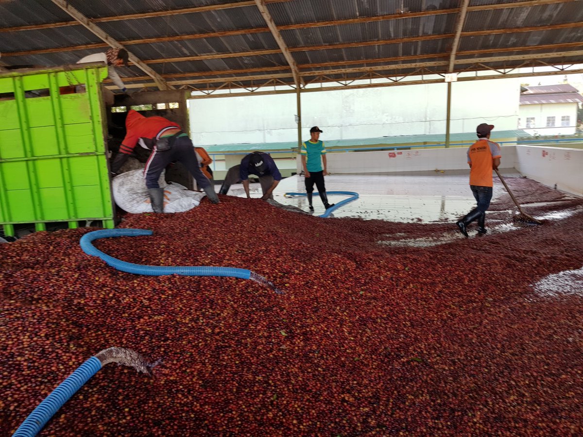 TomlinscoteTrip's tweet image. Had a lovely afternoon checking out the coffee plantation in Arabica. #trueadventure #tomlinscoteforthewindonesia #facinating #funbeans #21days
