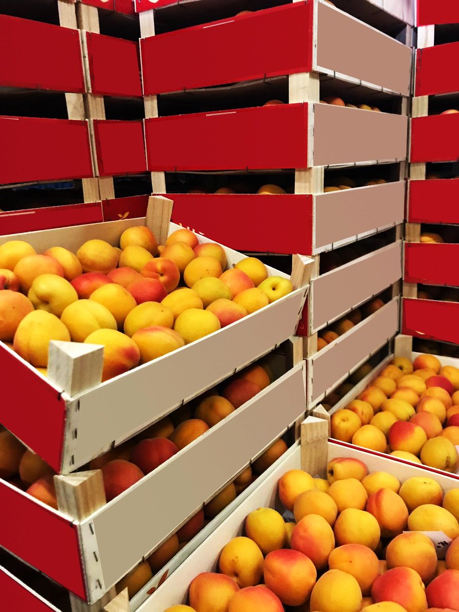 CrescoFoods's tweet photo. Our fresh Apricots (Armenian plums) from Spain are ready to be shipped!
Contact us #Crescofoods today for our high quality fruits and vegetables.
#worldwideshipping #shippingworldwide #freshapricots #freshproduce #freshproducesupplier #foodtrading #Spain #Apricots https://t.co/jQ0bMfzwVa