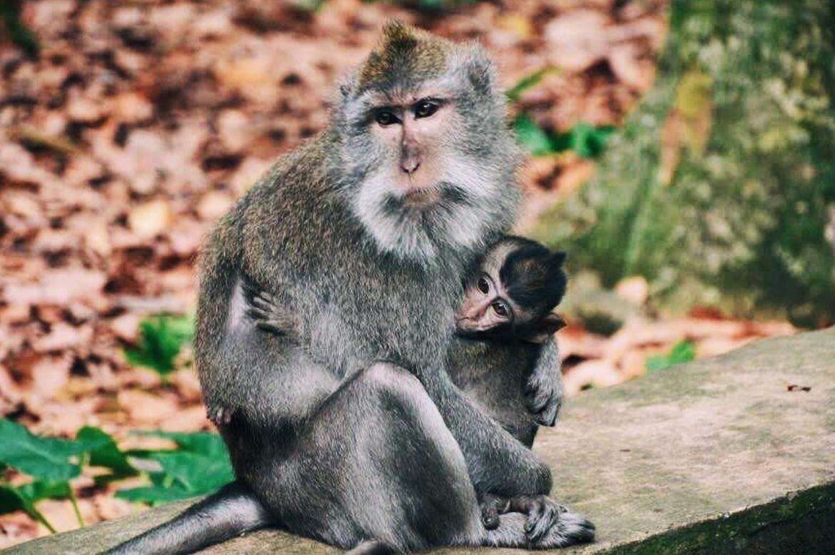 A little bit of monkey business in Ubud's Monkey Forest, last week 🐒💜

#Bali #adventure #nature