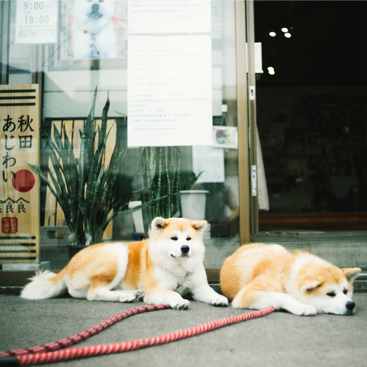 Akita Inu Tourism These Lovely Ladies Haru And Hana Welcome Guests To Fursusawa Hot Springs In Odate City 大館市のふるさわ温泉の温 はる ちゃんと娘の華 はな ちゃん 写真byotanphotography Visitakita Akita Japan Hotspring 秋田 Akita Inu Tourism These Lovely Ladies Haru And Hana Welcome Guests To Fursusawa Hot Springs In Odate City 大館市のふるさわ温泉の温 はる ちゃんと娘の華 はな ちゃん 写真byotanphotography Visitakita Akita Japan Hotspring 秋田