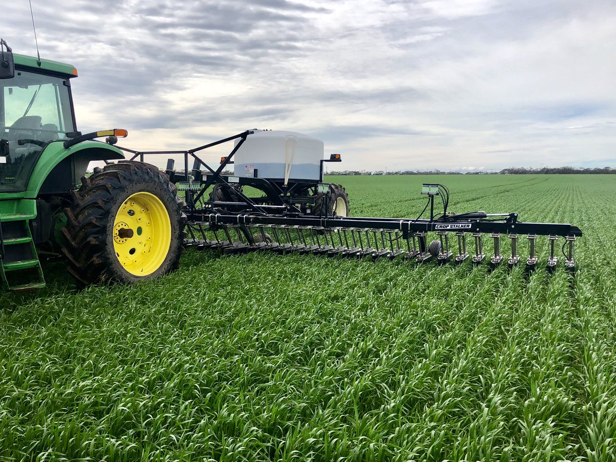 Before and after shielded spraying rye grass patches that got through Sakura and boxer. #cropstalker