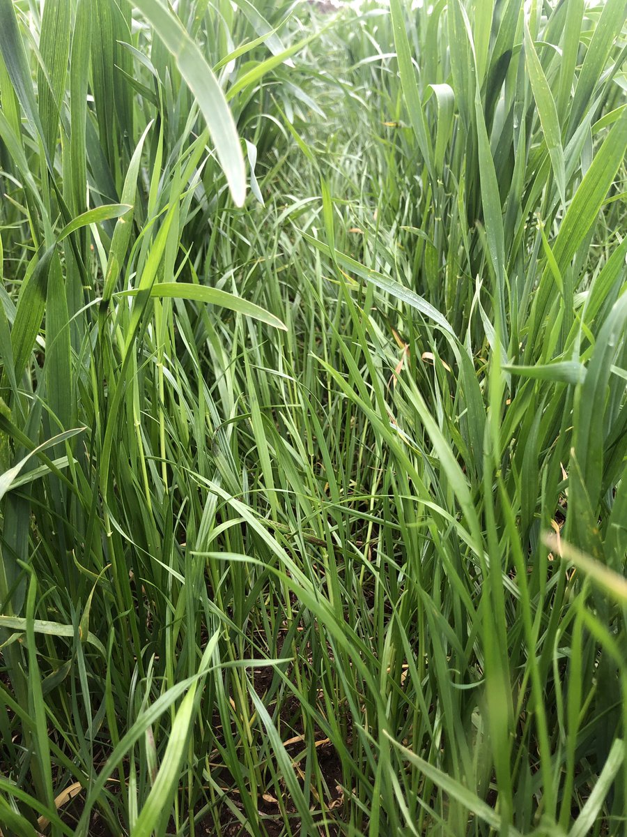 bendavey87's tweet photo. Before and after shielded spraying rye grass patches that got through Sakura and boxer. #cropstalker https://t.co/vnHiG4xOo9