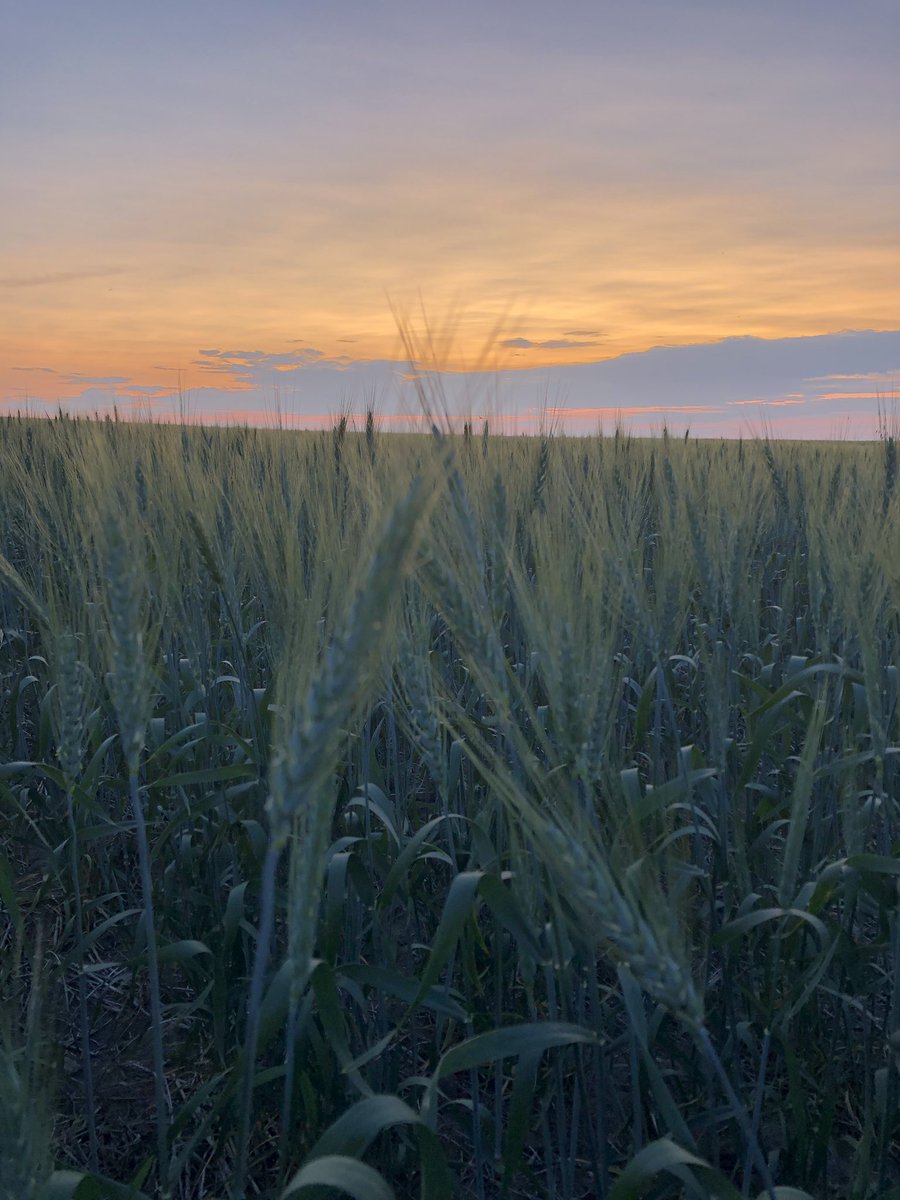 Saskatchewan sunsets are the best, who’s with me?? @GMacsAgTeam #gmacsagteam