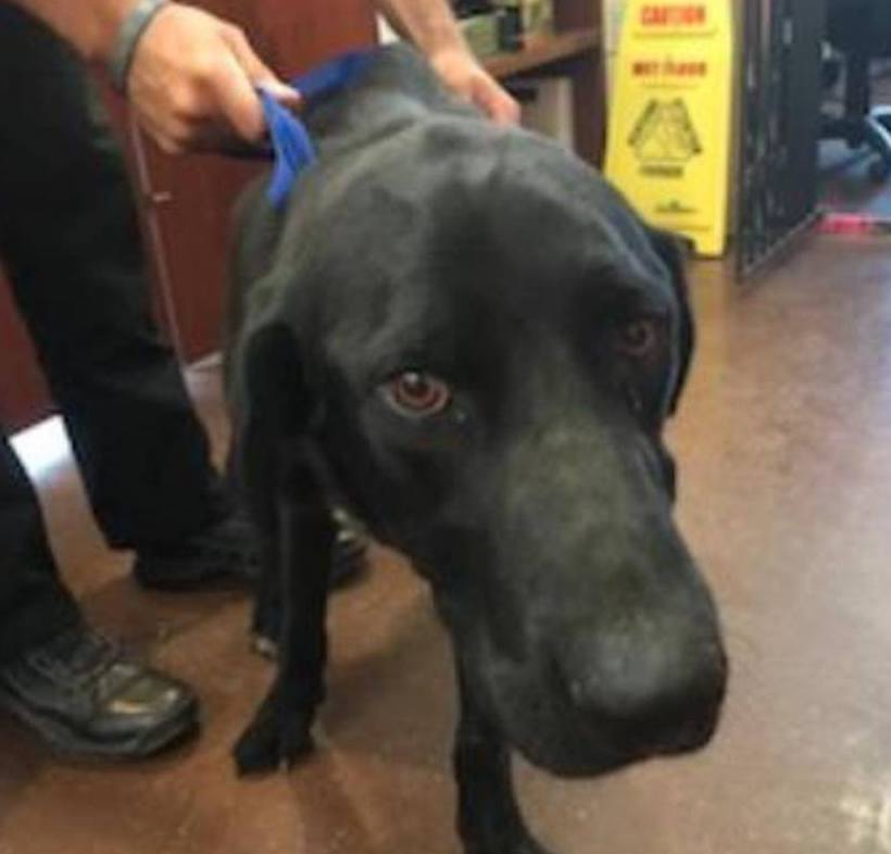 DLRR's tweet photo. We are so happy to announce that Herbie is safe now with DLRR! This sweet boy is severely emaciated and likely has a nasty case of valley fever. But today is the first day of the rest of his life. This is rescue. #labsofinsta #arizonalabs #dlrr #rescuedogsofinstagram #blacklabs https://t.co/WWEV3UbNQm