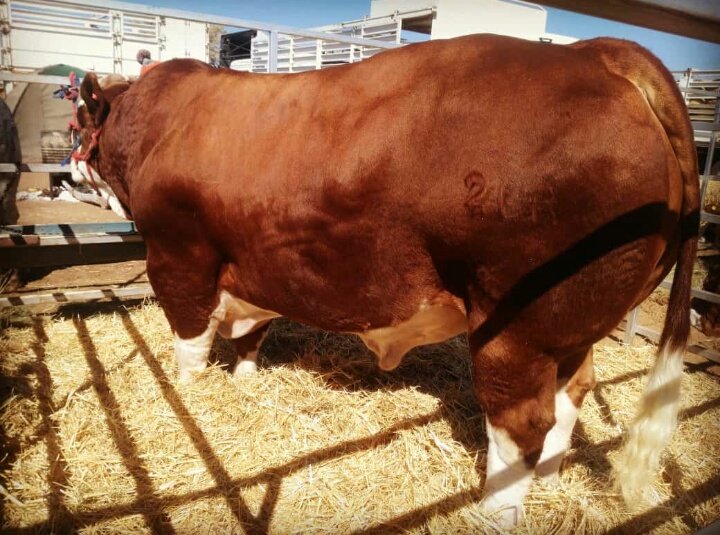 PolokoDT's tweet photo. #GantsiAgricShow #BeefTown https://t.co/i9Pbn1F6Mu