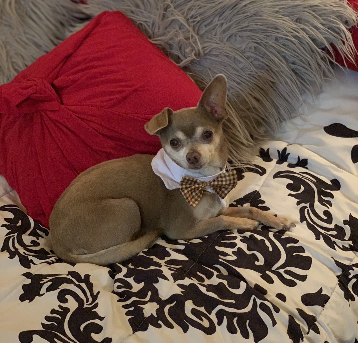 raiderdiva007's tweet photo. Missing my little Maxi Pooh https://t.co/Ucp9TiZXWM