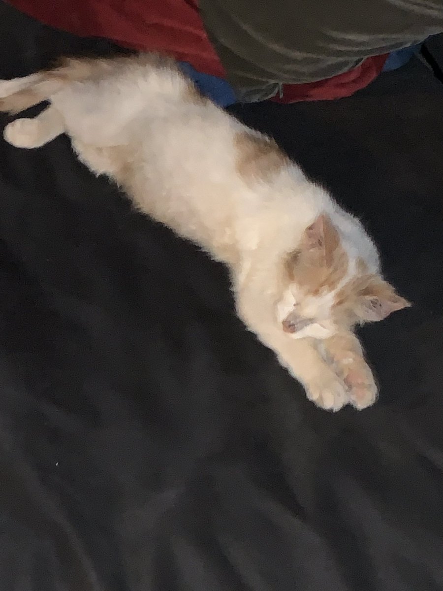 SkyWilliams's tweet photo. KITTY UPDATE #3

Wherever i go - he’s there. he’s like my little player two. 

he’s developing a personality now too! like now he actually plays and chases toys and meows when i talk to him.

i’m experiencing a new level of happiness and love i’ve never felt before. https://t.co/HkpXhDB8nd