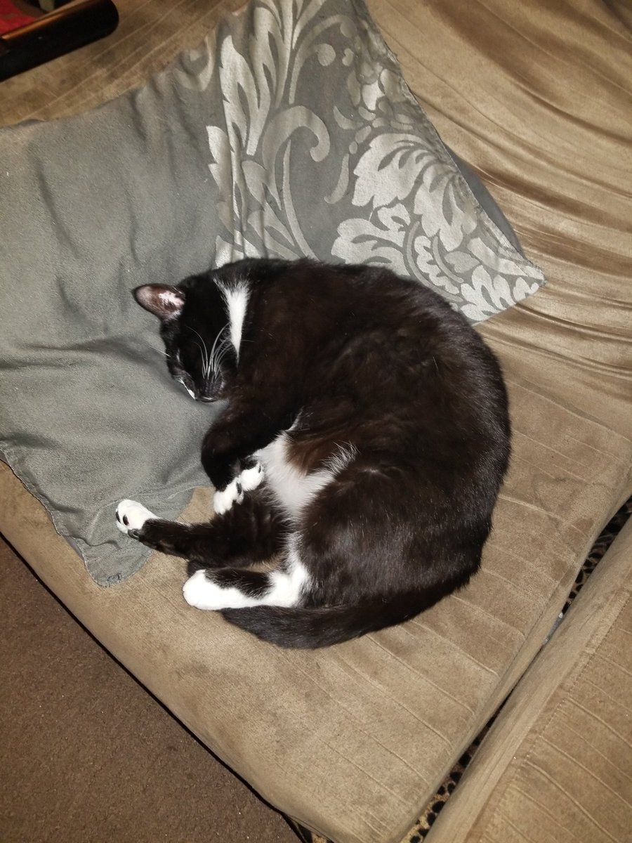 Longbottomz712's tweet photo. How I felt after watching @FrivviFox Kitty asmr before bed. All the good tingles 😁😁 Always love hearing her sing too. Just the best.
#tingles #frivifox #asmr #mycat #Leonardo #chunkykitty https://t.co/ii3Muz5oXi