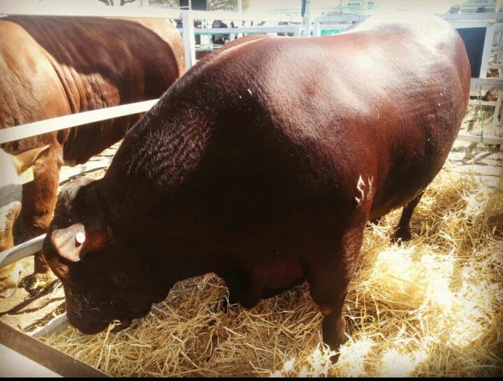PolokoDT's tweet photo. #GantsiAgricShow #BeefTown https://t.co/i9Pbn1F6Mu